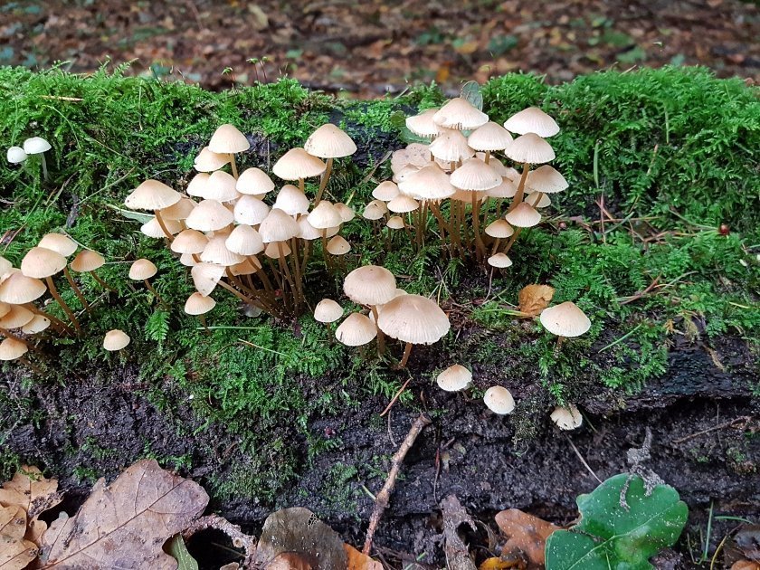 paddenstoelen-slideshow