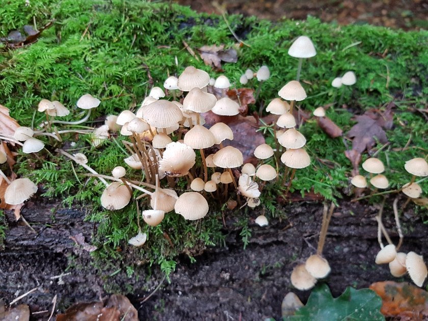 paddenstoelen-slideshow