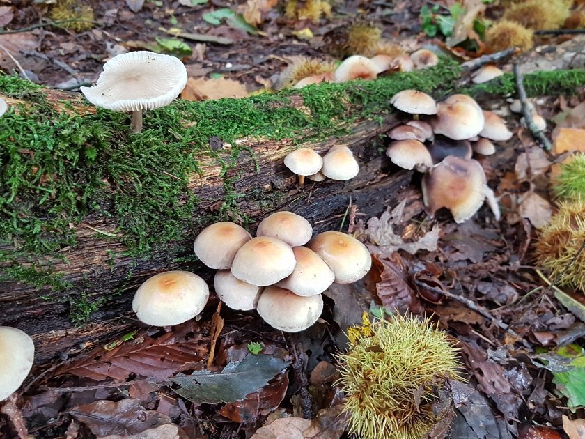 paddenstoelen-slideshow