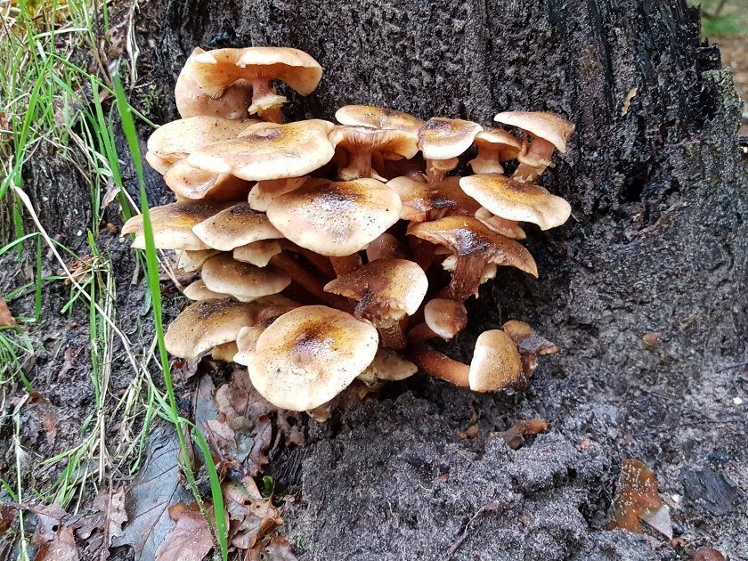 paddenstoelen-slideshow