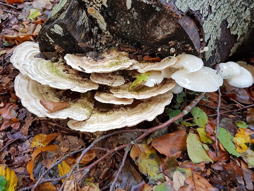paddenstoelen-slideshow
