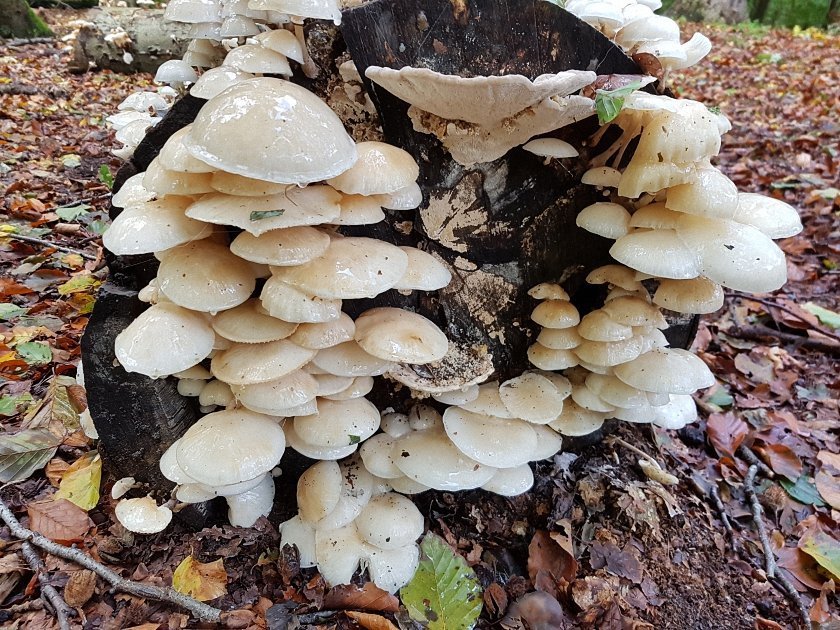 paddenstoelen-slideshow