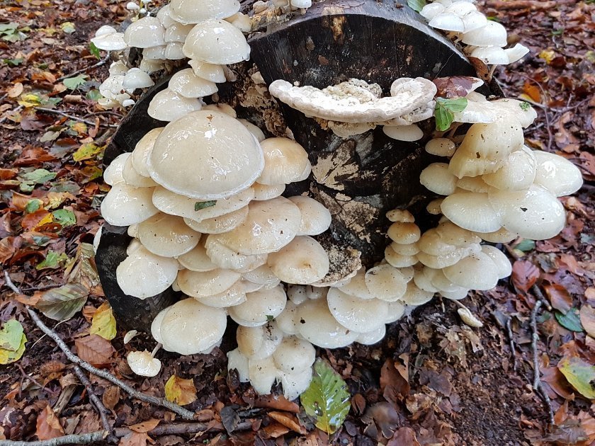 paddenstoelen-slideshow
