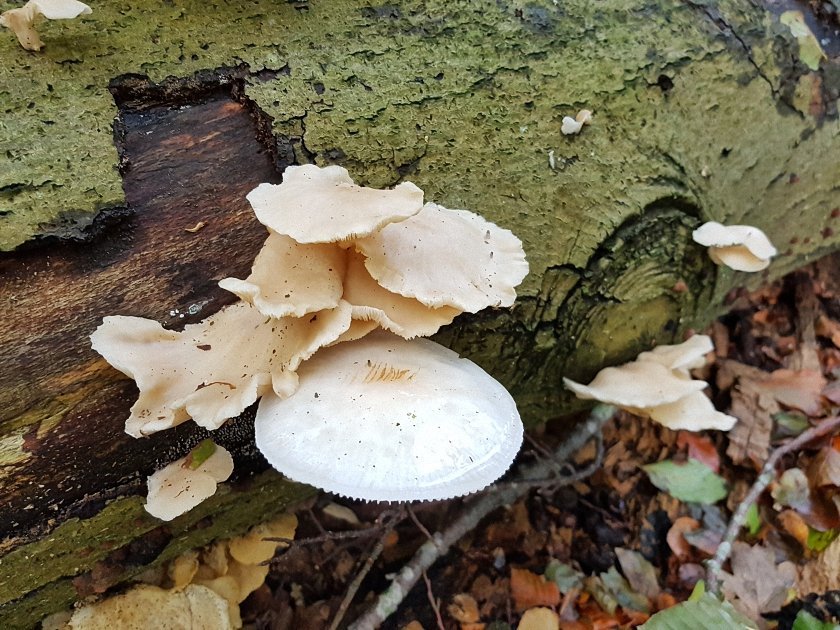 paddenstoelen-slideshow