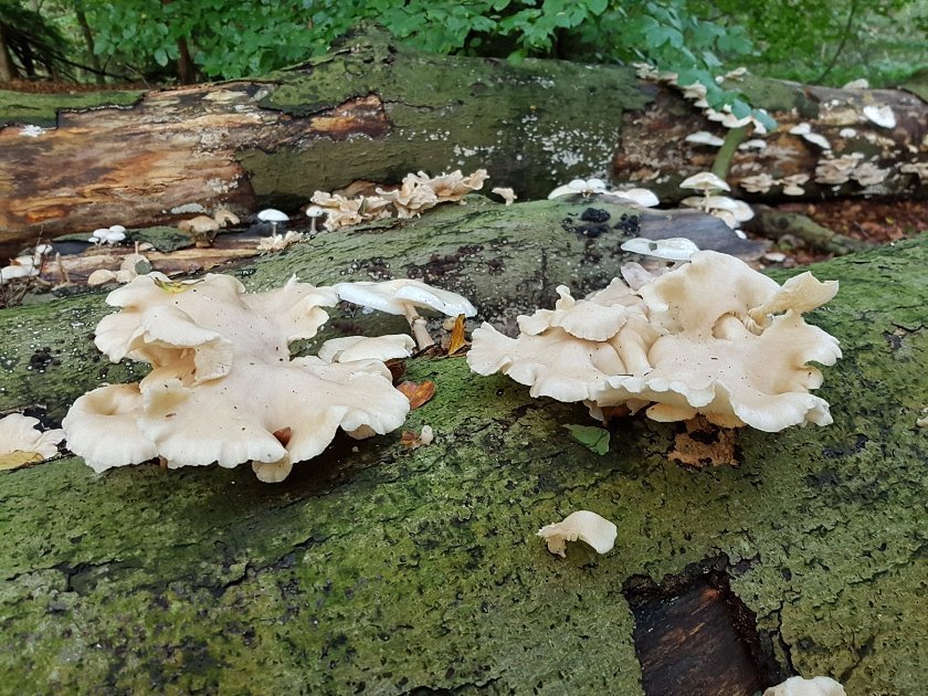 paddenstoelen-slideshow