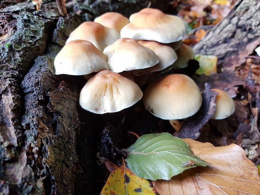 paddenstoelen-slideshow