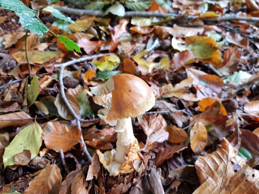 paddenstoelen-slideshow