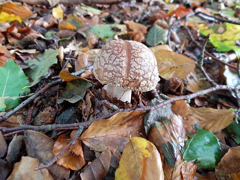 paddenstoelen-slideshow