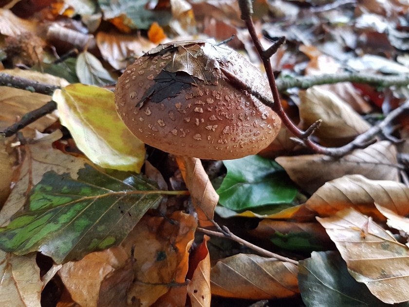 paddenstoelen-slideshow
