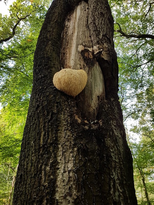 paddenstoelen-slideshow