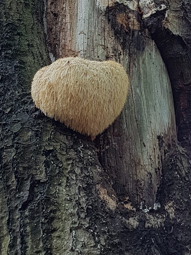 paddenstoelen-slideshow