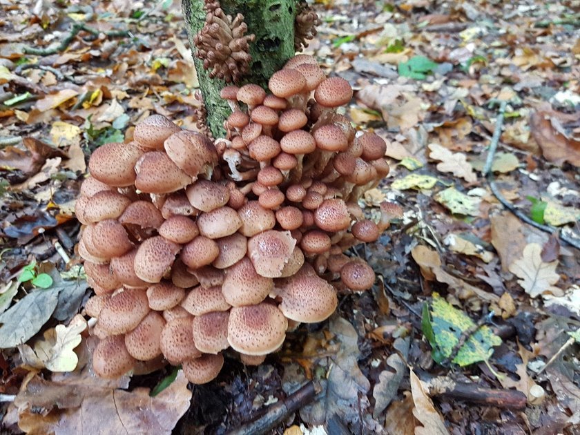 paddenstoelen-slideshow