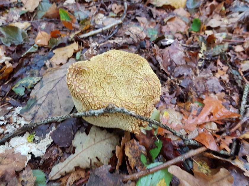 paddenstoelen-slideshow