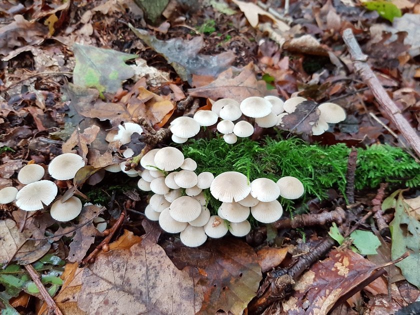 paddenstoelen-slideshow