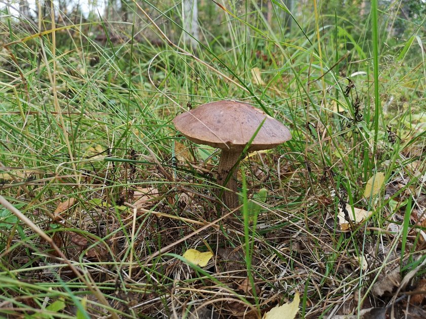 paddenstoelen-slideshow
