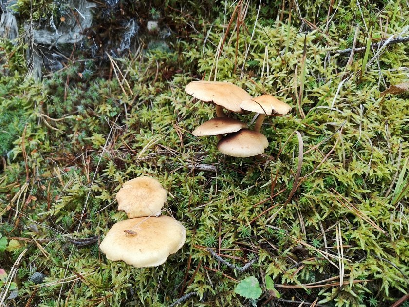 paddenstoelen-slideshow