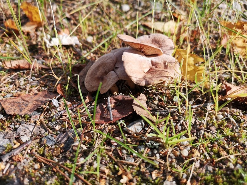 paddenstoelen-slideshow