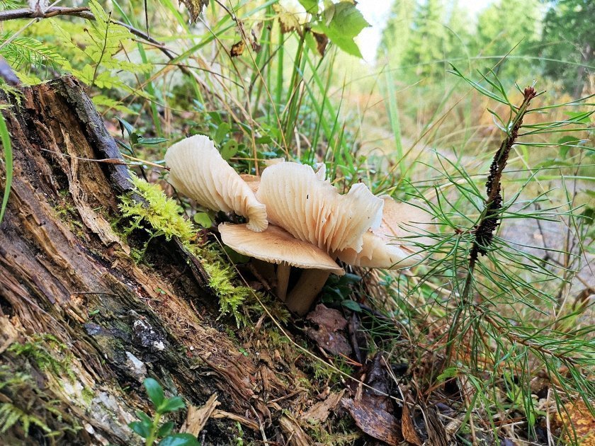 paddenstoelen-slideshow