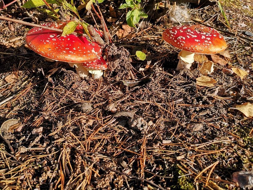 paddenstoelen-slideshow