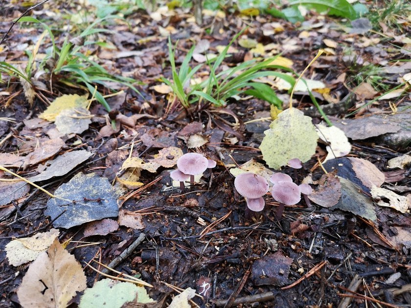 paddenstoelen-slideshow