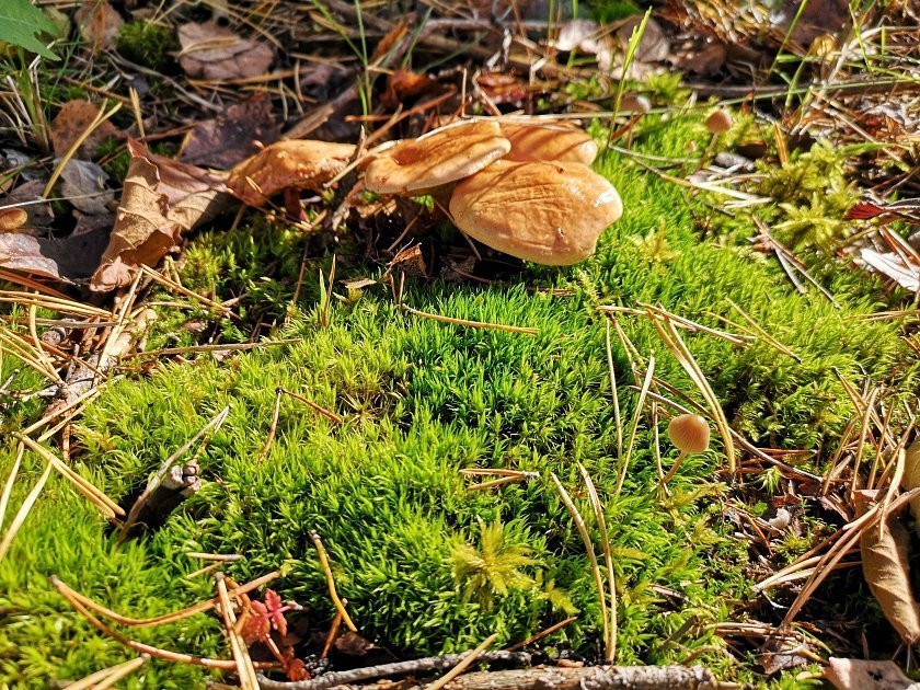 paddenstoelen-slideshow