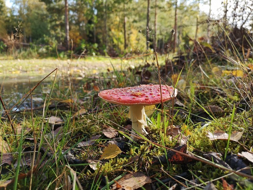 paddenstoelen-slideshow